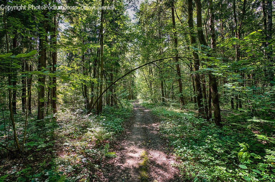 Forest, Vegetation, Jungle, Rainforest, Ivy, Plant, Vine