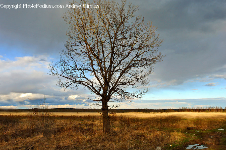 Field, Grass, Grassland, Land, Outdoors, Plant, Tree