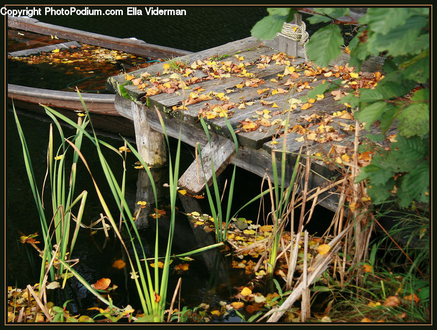 Plant, Vine, Ivy, Dill, Outdoors, Pond, Water