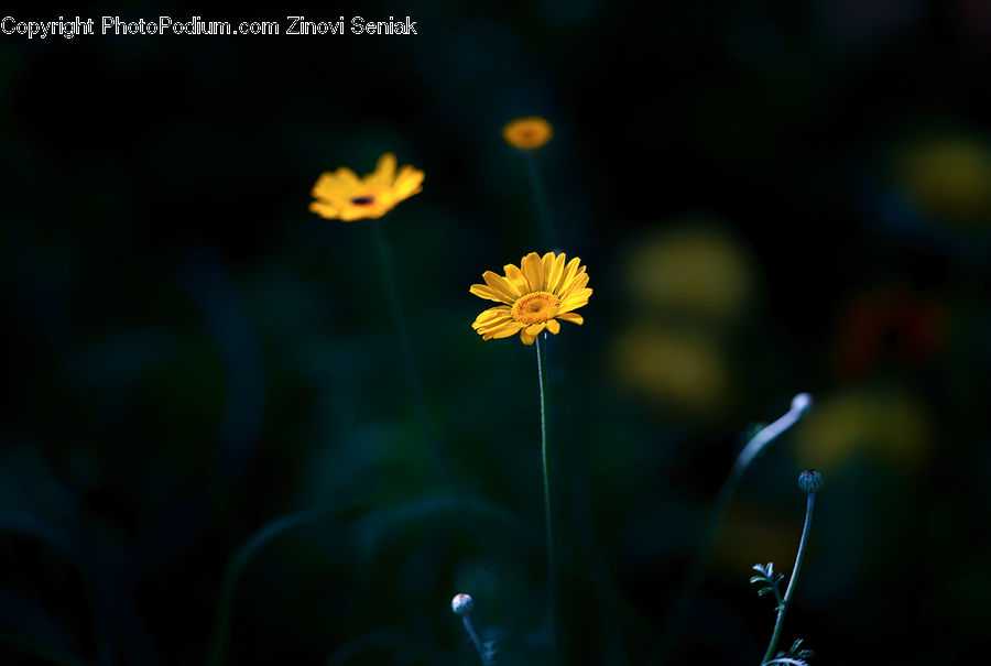 Blossom, Flora, Flower, Plant, Daisies, Daisy, Cosmos