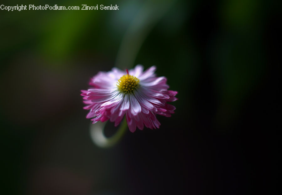 Daisies, Daisy, Flower, Plant, Blossom, Flora, Cosmos