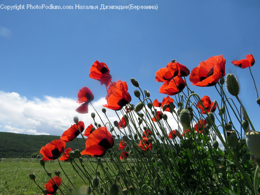 Blossom, Flora, Flower, Plant, Poppy, People, Person