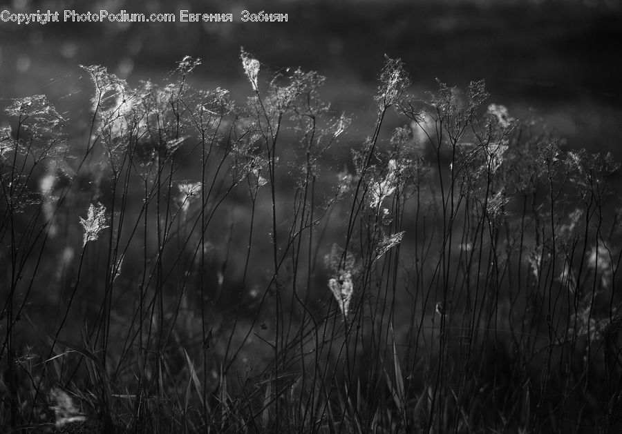 Grass, Plant, Reed, Blossom, Flora, Flower, Field