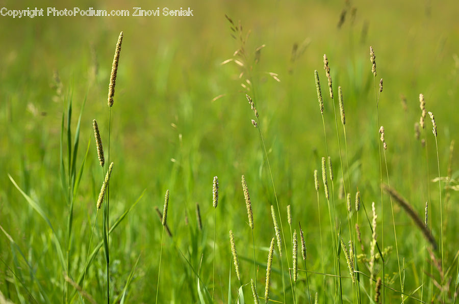 Field, Grass, Grassland, Plant