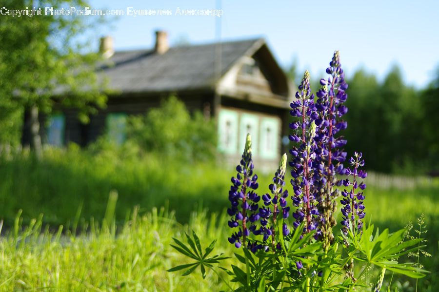 Building, Cottage, Housing, Flower, Lupin, Plant, Blossom