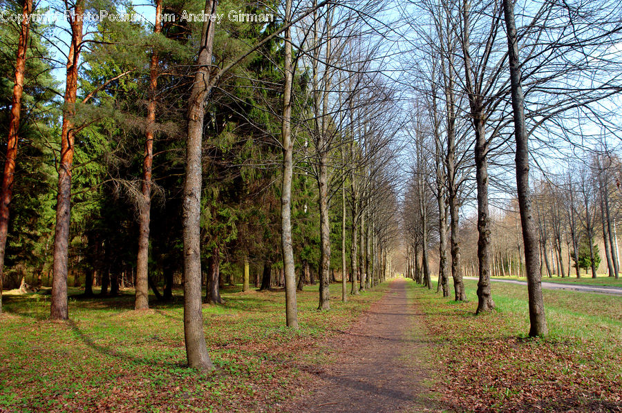 Forest, Grove, Land, Vegetation, Birch, Tree, Wood