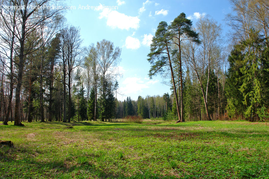 Conifer, Fir, Plant, Tree, Forest, Vegetation, Field