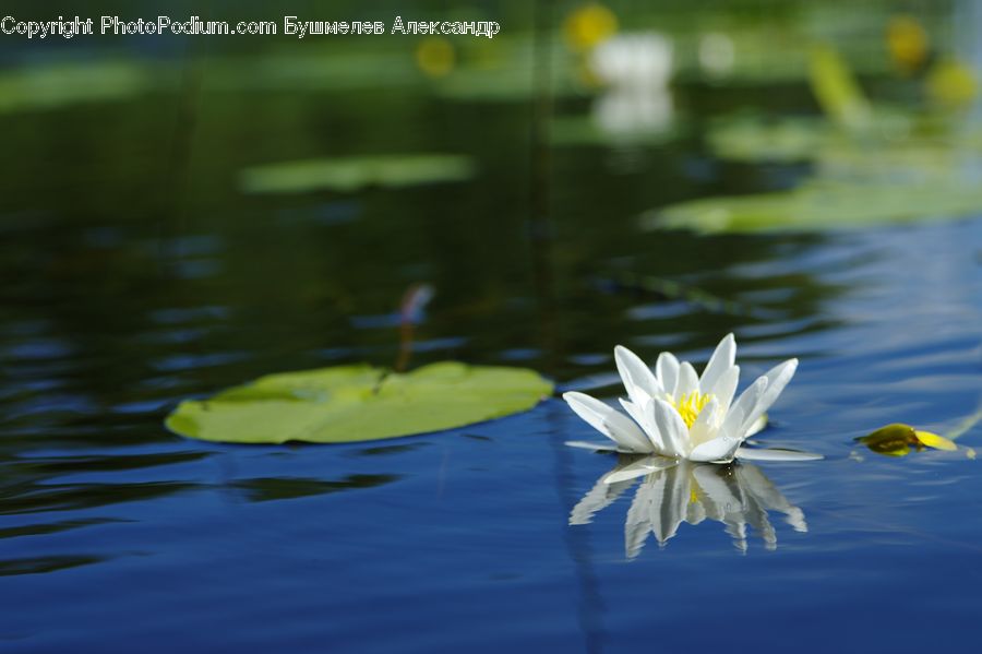 Flower, Lily, Plant, Pond Lily, Blossom, Flora, Daisies