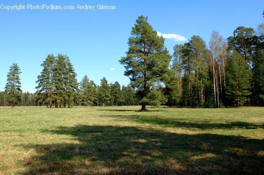 Conifer, Fir, Plant, Tree, Spruce, Wood, Forest