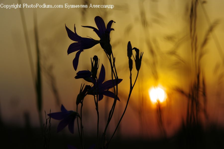 Plant, Weed, Field, Grass, Grassland, Bird, Swallow