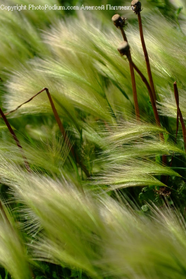 Field, Grass, Grassland, Plant, Vegetation, Blossom, Flora