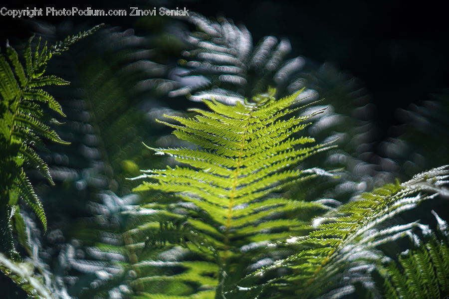 Fern, Plant, Conifer, Fir, Tree, Vegetation, Spruce