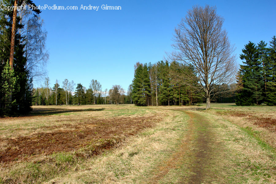 Dirt Road, Gravel, Road, Conifer, Fir, Spruce, Wood