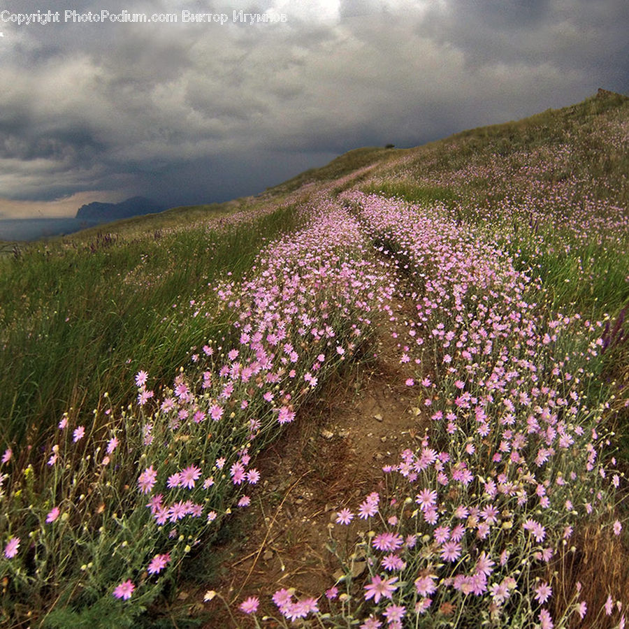 Aster, Blossom, Flower, Plant, Fiber, Flax, Flora