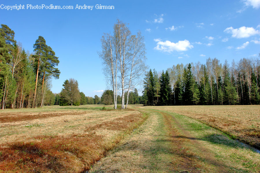 Dirt Road, Gravel, Road, Path, Walkway, Forest, Grove