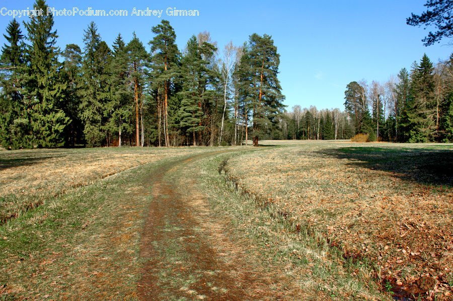 Dirt Road, Gravel, Road, Fir, Forest, Grove, Vegetation