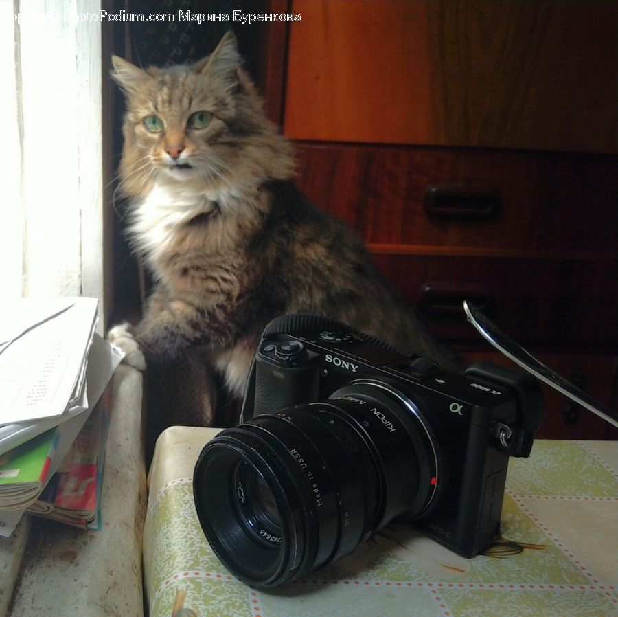 Book, Text, Camera, Electronics, Animal, Cat, Mammal