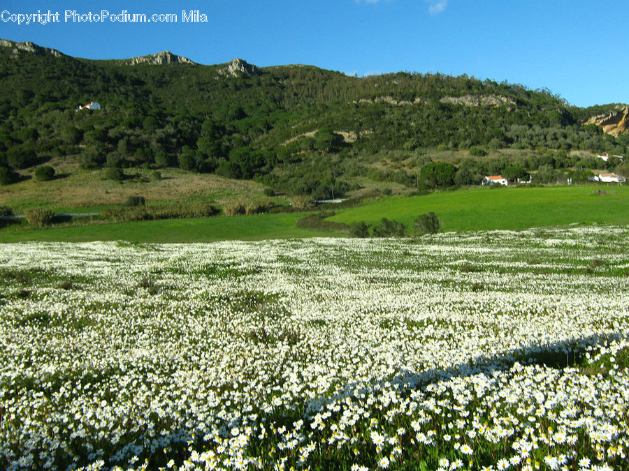 Field, Grass, Grassland, Land, Outdoors, Nature, Plateau