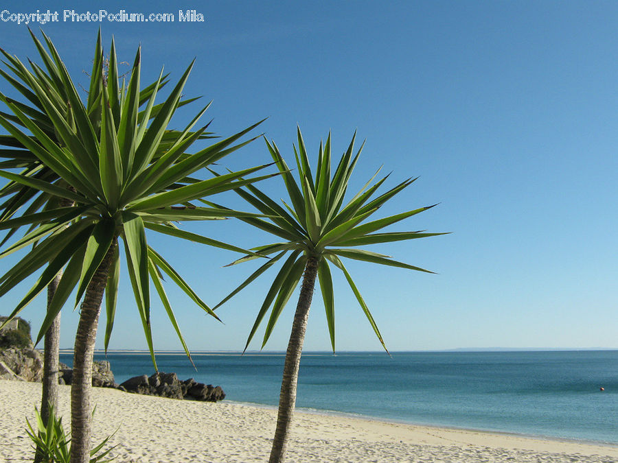 Beach, Coast, Outdoors, Sea, Water, Palm Tree, Plant