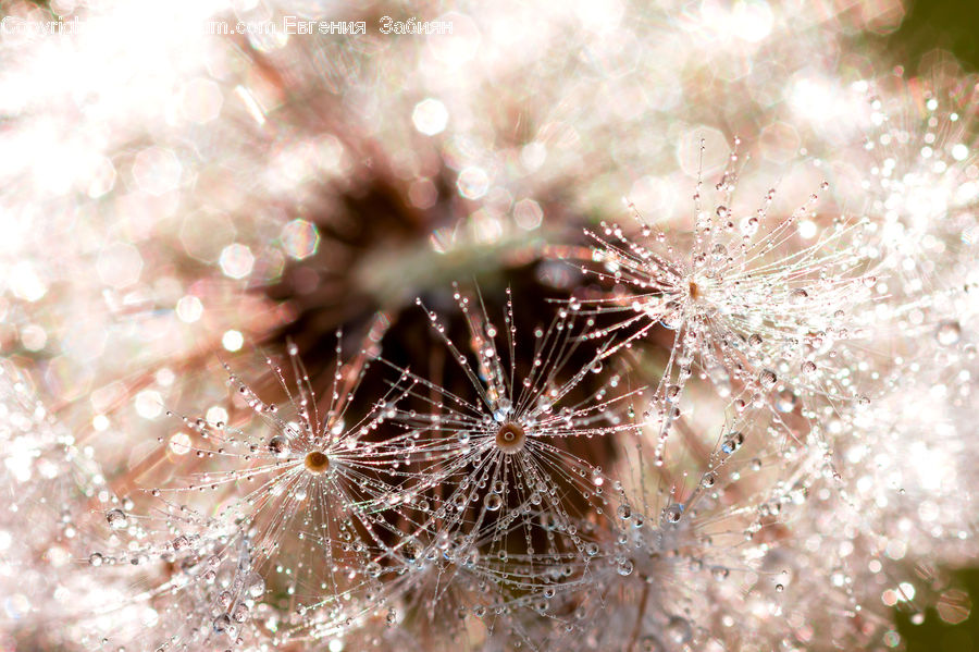 Dandelion, Flower, Plant