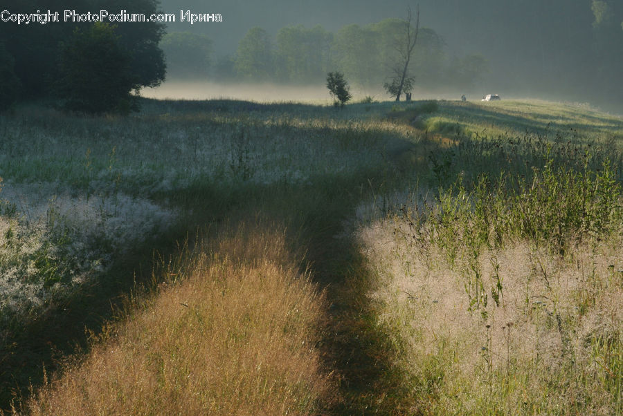 Field, Grass, Grassland, Land, Outdoors, Plant, Bush