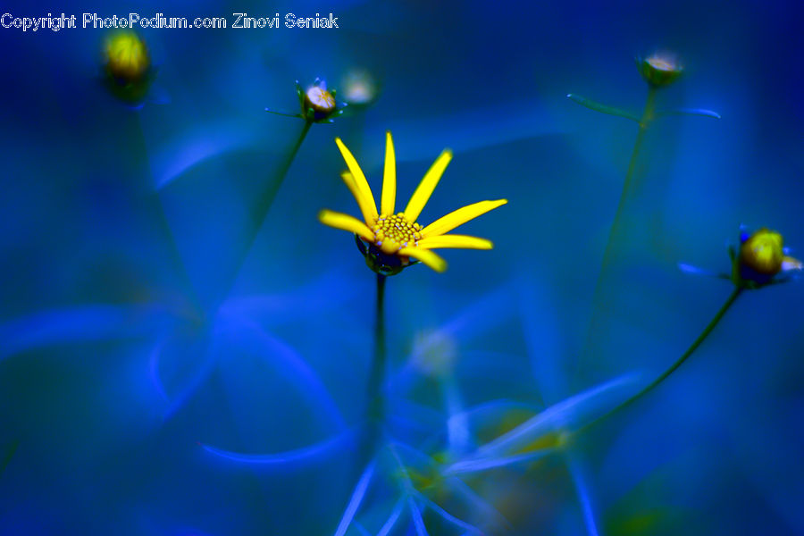 Aster, Blossom, Flower, Plant, Cosmos, Dill, Flora