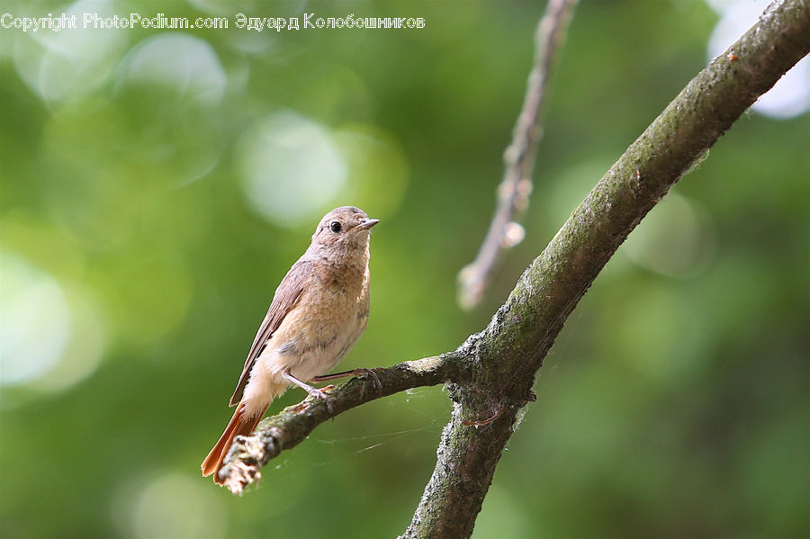 Bird, Wren, Finch, Dove, Pigeon, Canary