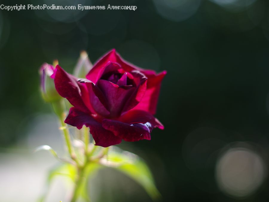 Flora, Flower, Gladiolus, Plant, Blossom, Geranium, Rose