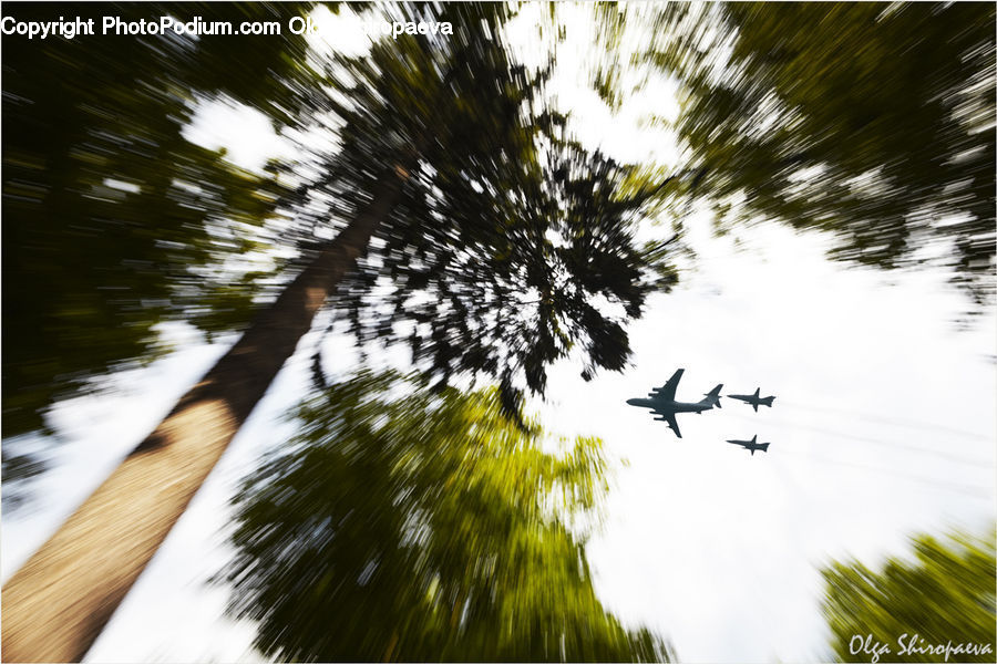 Aircraft, Airplane, Conifer, Fir, Plant, Tree, Flying