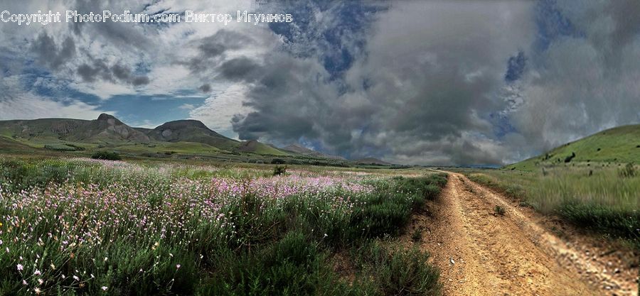 Dirt Road, Gravel, Road, Fiber, Flax, Flora, Flower