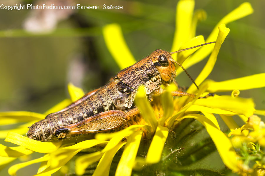 Cricket Insect, Grasshopper, Insect, Invertebrate, Flora, Pollen, Amphibian