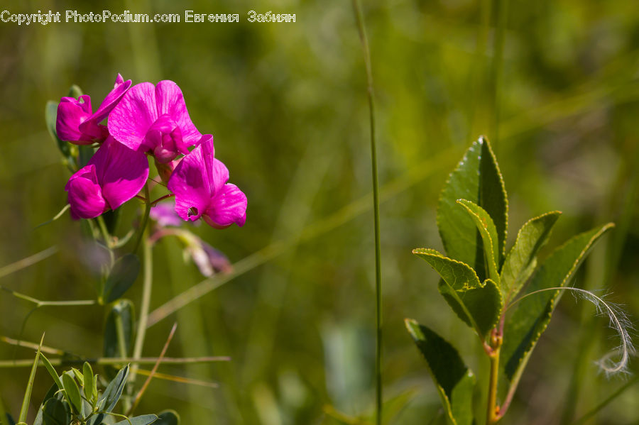 Blossom, Flora, Flower, Geranium, Plant, Field, Grass