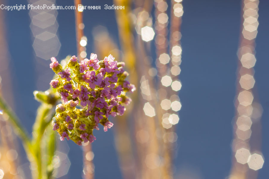 Lighting, Blossom, Flora, Flower, Plant, Pollen, Anther