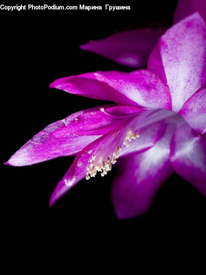 Blossom, Flora, Flower, Plant, Petal, Gladiolus, Crocus