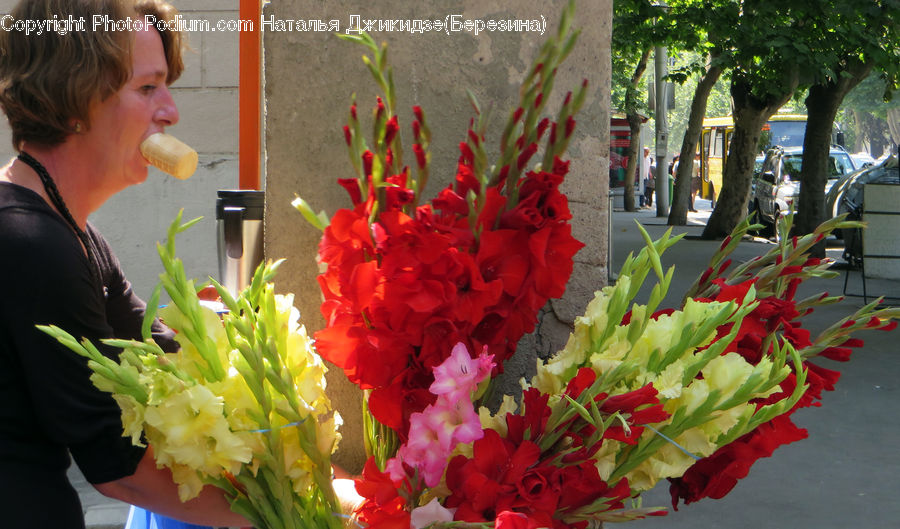 Flora, Flower, Gladiolus, Plant, People, Person, Human