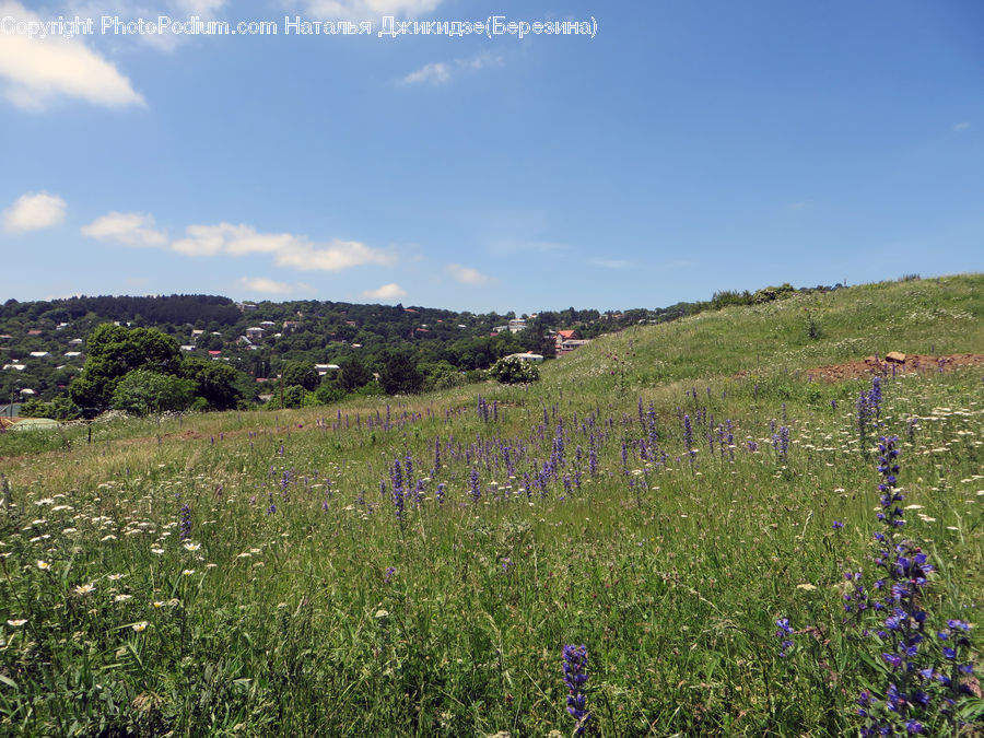 Field, Grass, Grassland, Land, Outdoors, Meadow, Pasture