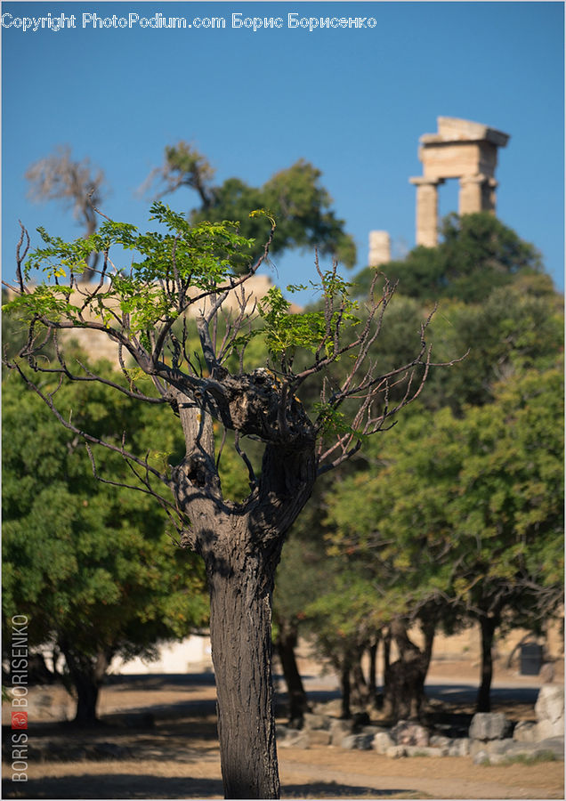 Bonsai, Plant, Potted Plant, Tree, Vine, Architecture, Bell Tower