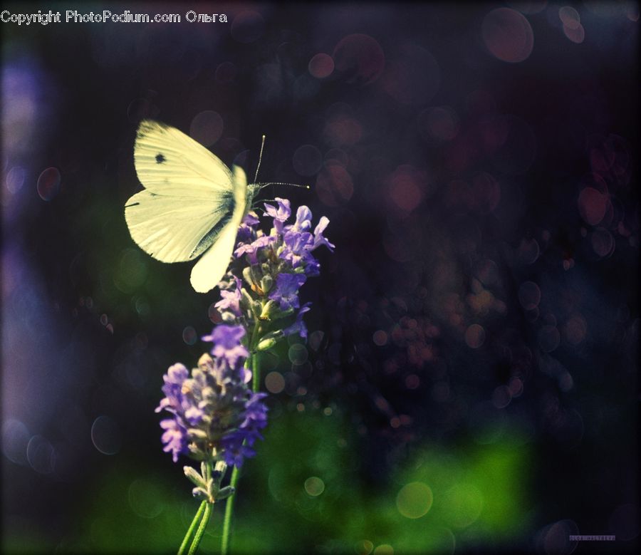 Blossom, Flower, Lilac, Plant, Flora, Geranium, Fiber