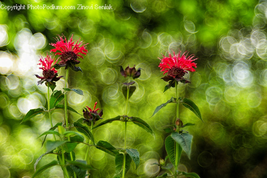 Plant, Blossom, Flora, Flower, Geranium, Acanthaceae, Annonaceae