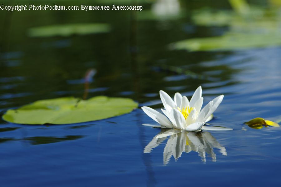 Flower, Lily, Plant, Pond Lily, Blossom, Flora, Field