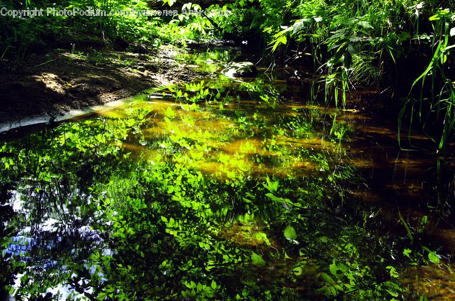 Bush, Plant, Vegetation, Outdoors, Pond, Water, Forest