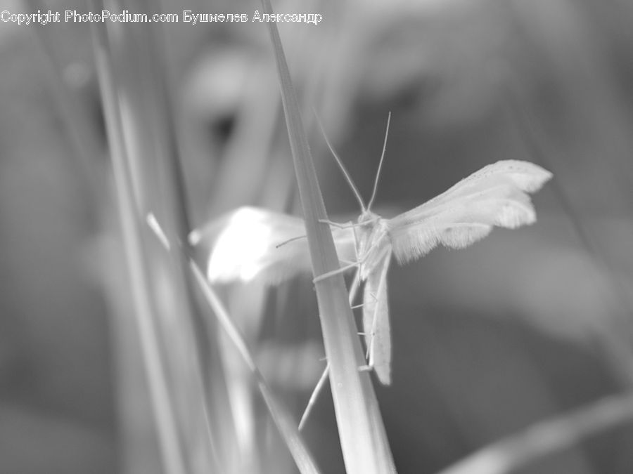 Insect, Invertebrate, Mantis, Mosquito, Blossom, Flora, Flower