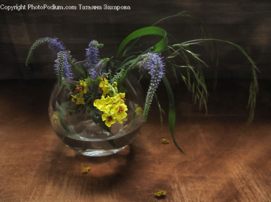 Fern, Plant, Flower Arrangement, Ikebana, Potted Plant, Vase, Pot