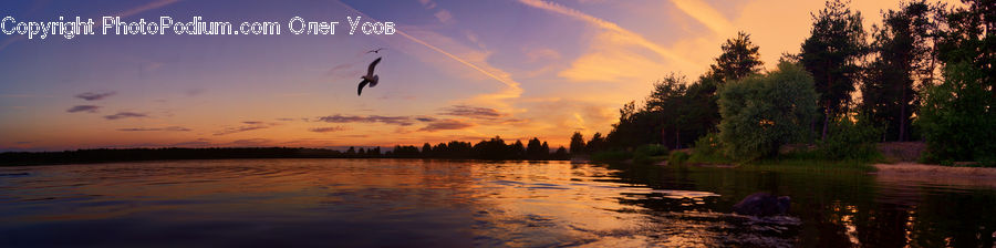 Outdoors, Pond, Water, Forest, Vegetation, Dawn, Dusk