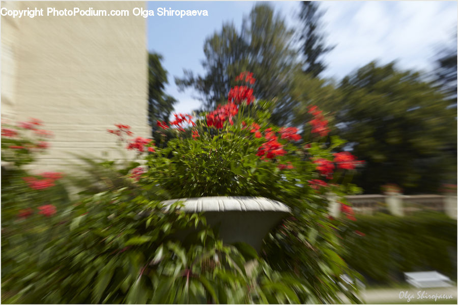 Plant, Potted Plant, Conifer, Fir, Tree, Blossom, Flora
