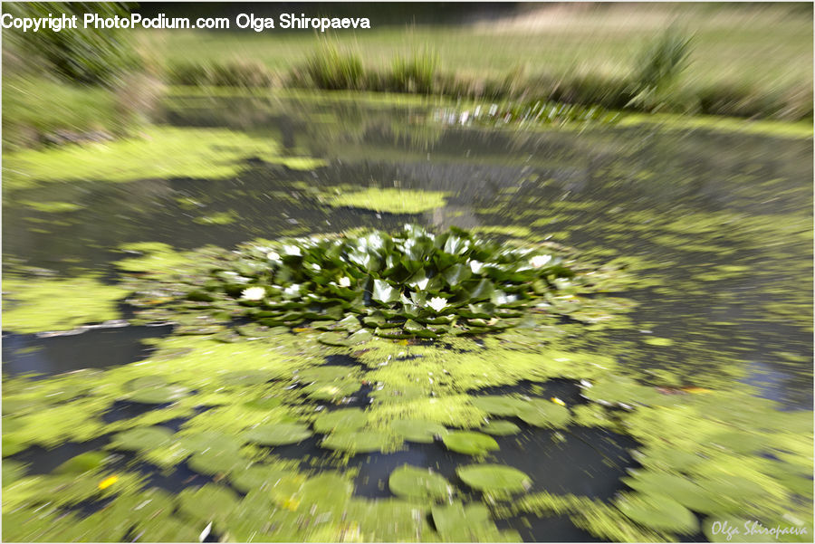 Outdoors, Pond, Water, Land, Marsh, Swamp, Blossom