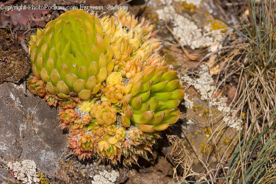 Cactus, Plant, Conifer, Fir, Tree, Blossom, Flora