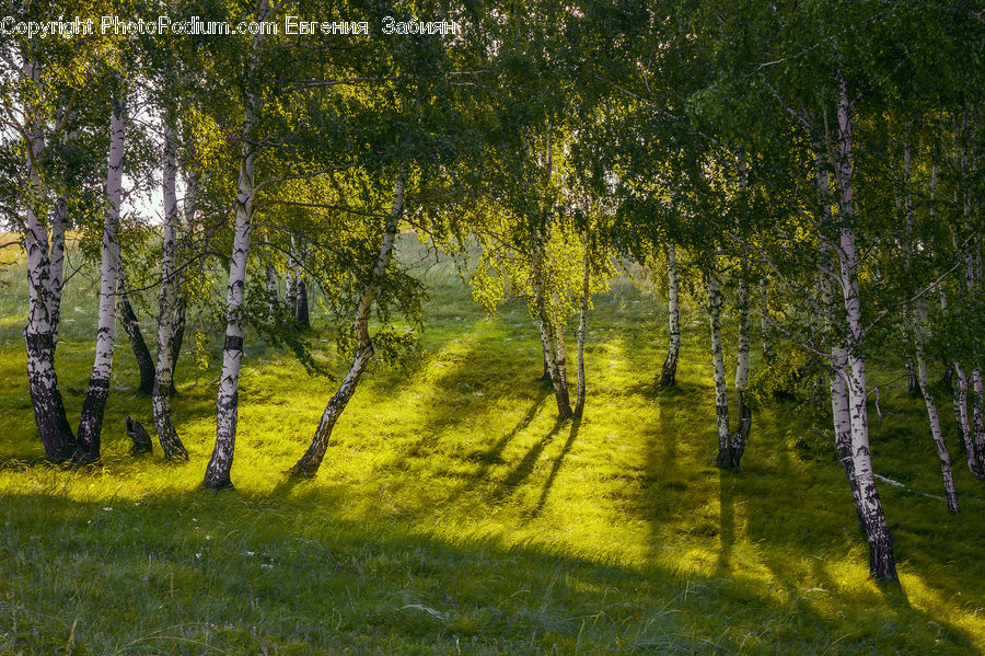 Birch, Tree, Wood, Field, Grass, Grassland, Plant