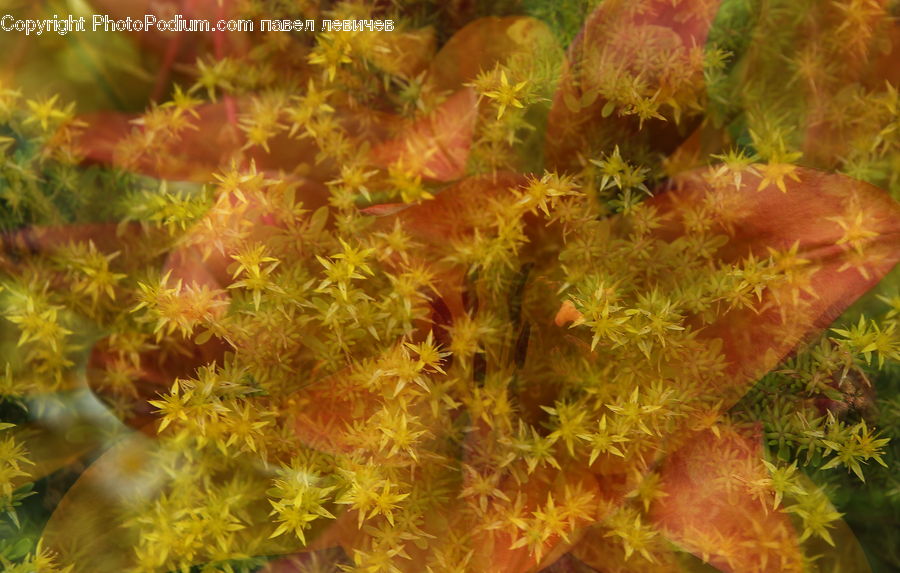 Plant, Moss, Blossom, Flora, Flower, Conifer, Fir