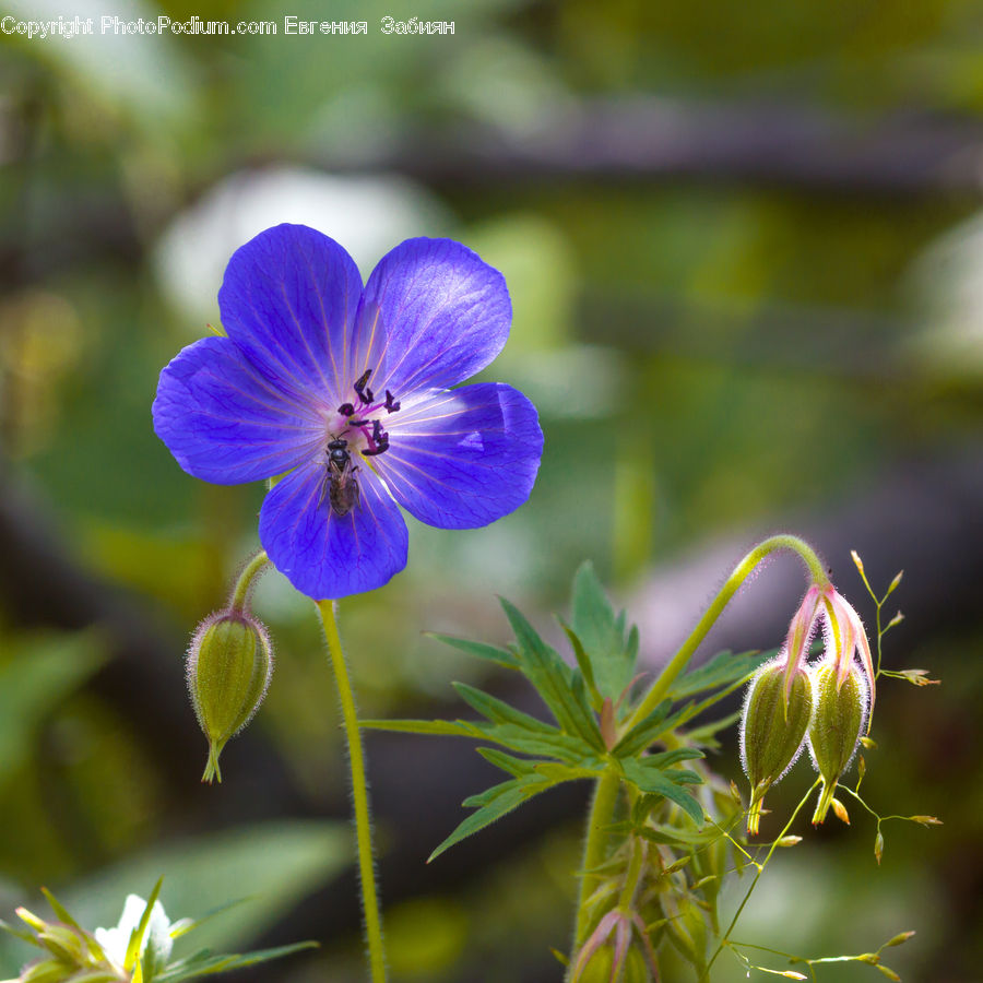 Blossom, Flora, Flower, Geranium, Plant, Bud